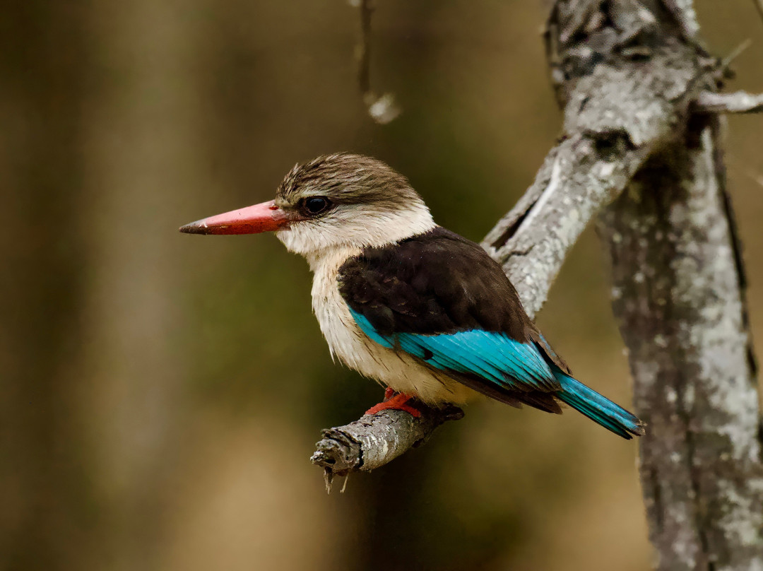 Rhulani Safaris-霍德斯普鲁特必去景点