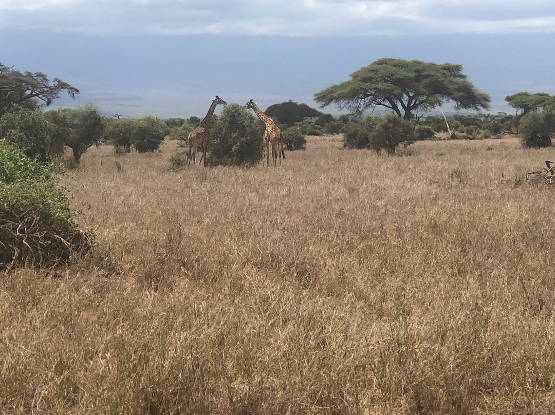 Amboseli National Park-Amboseli Eco-system必去景点