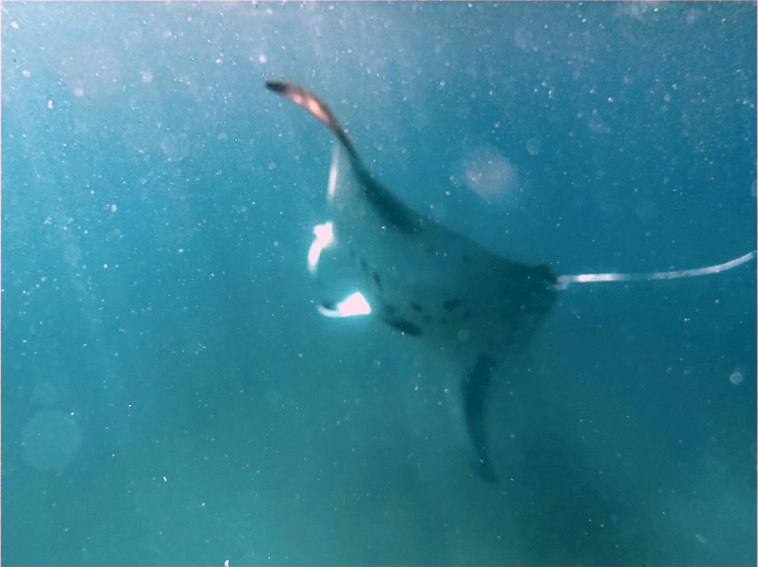 Fulidhoo Dive & Water Sports-Fulidhoo必去景点