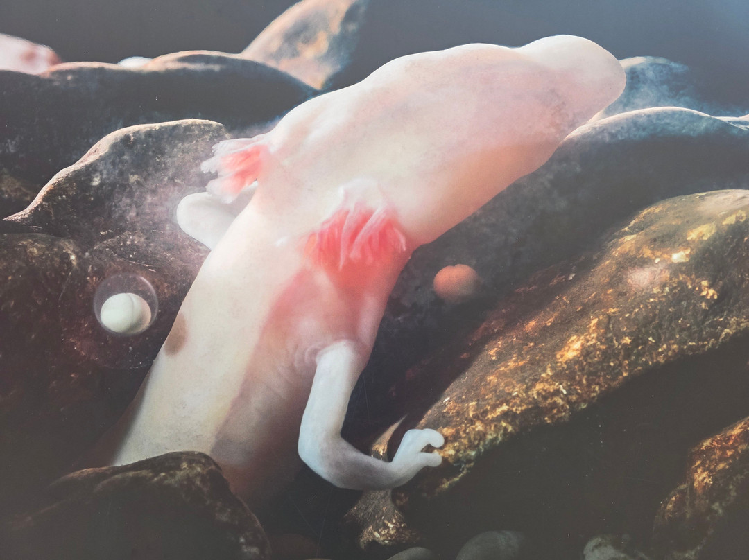 Vivarium-波斯托伊纳必去景点