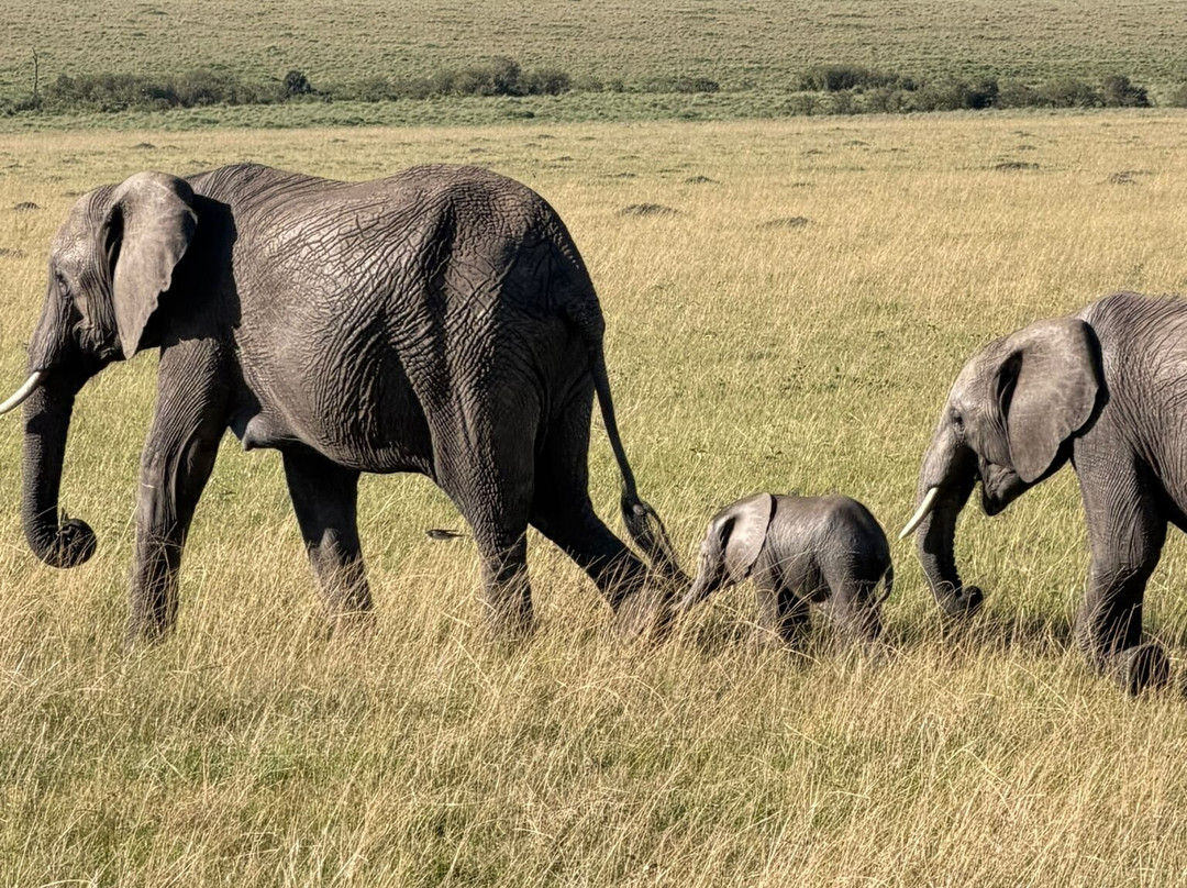 Hyrax Safaris-Ololaimutiek必去景点