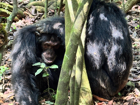 Safari with Edris-坎帕拉必去景点