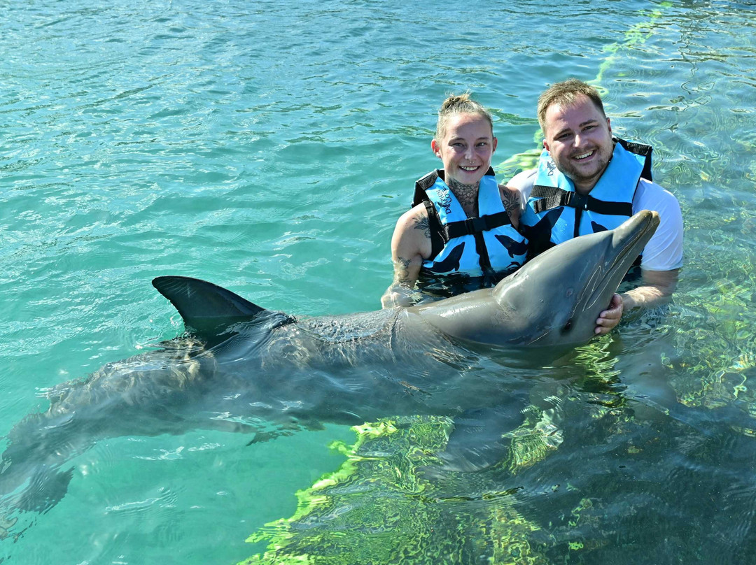 Dolphin Discovery Grand Cayman-西湾必去景点