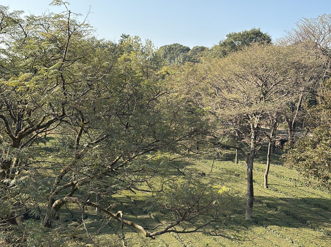 Mastiff Villa Camellia主图