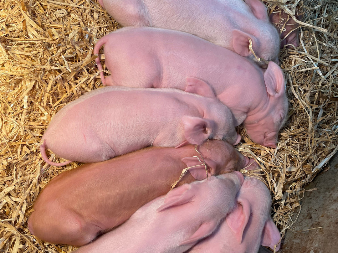 Little Owl Farm Park-Stourport on Severn必去景点