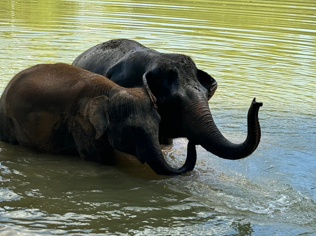 The Lake Phuket Elephant Home-Thep Krasatti必去景点