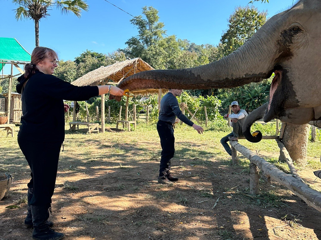 MandaLao Elephant Conservation-琅勃拉邦必去景点