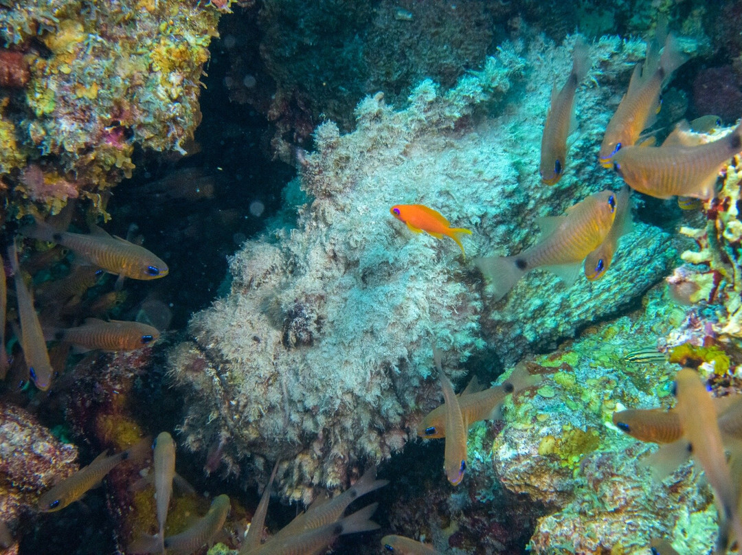 SUBEX Diving Center - Baron Palace-赫尔格达必去景点