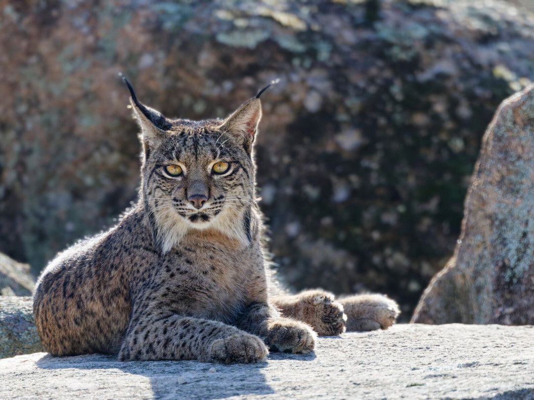 Birds&Lynx Ecotourism-La Carolina必去景点