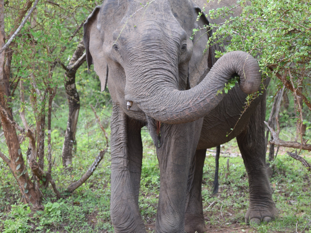 Gesha Tours Sri Lanka-Panadura必去景点