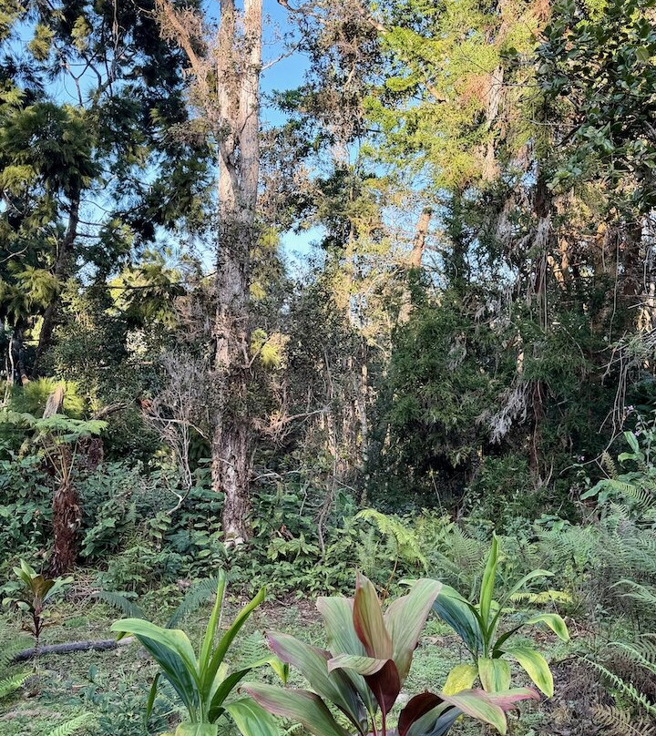 Kona Cloud Forest Sanctuary-凯鲁瓦-柯纳必去景点