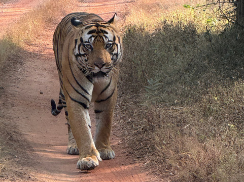 Wildlife Explorer India-新德里必去景点
