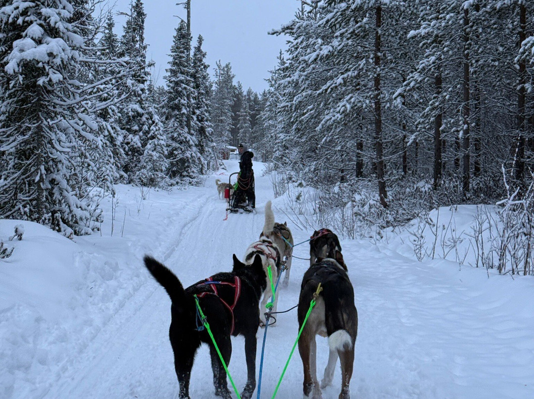 哈士奇雪橇之旅-罗瓦涅米必去景点