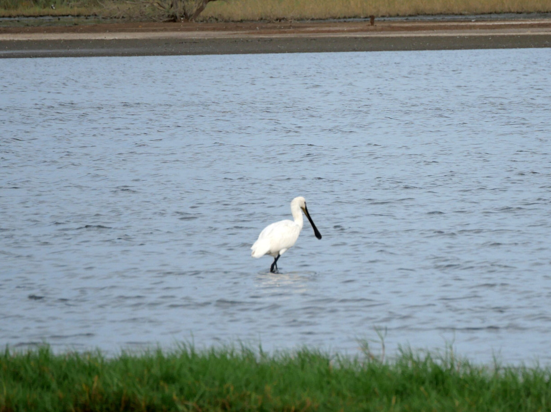 朱吉鸟类保护区-圣路易必去景点