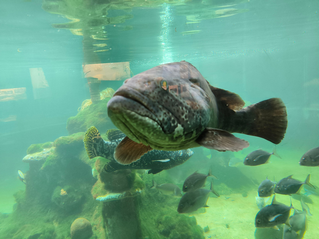 Reefworld Aquarium-尤兰根必去景点
