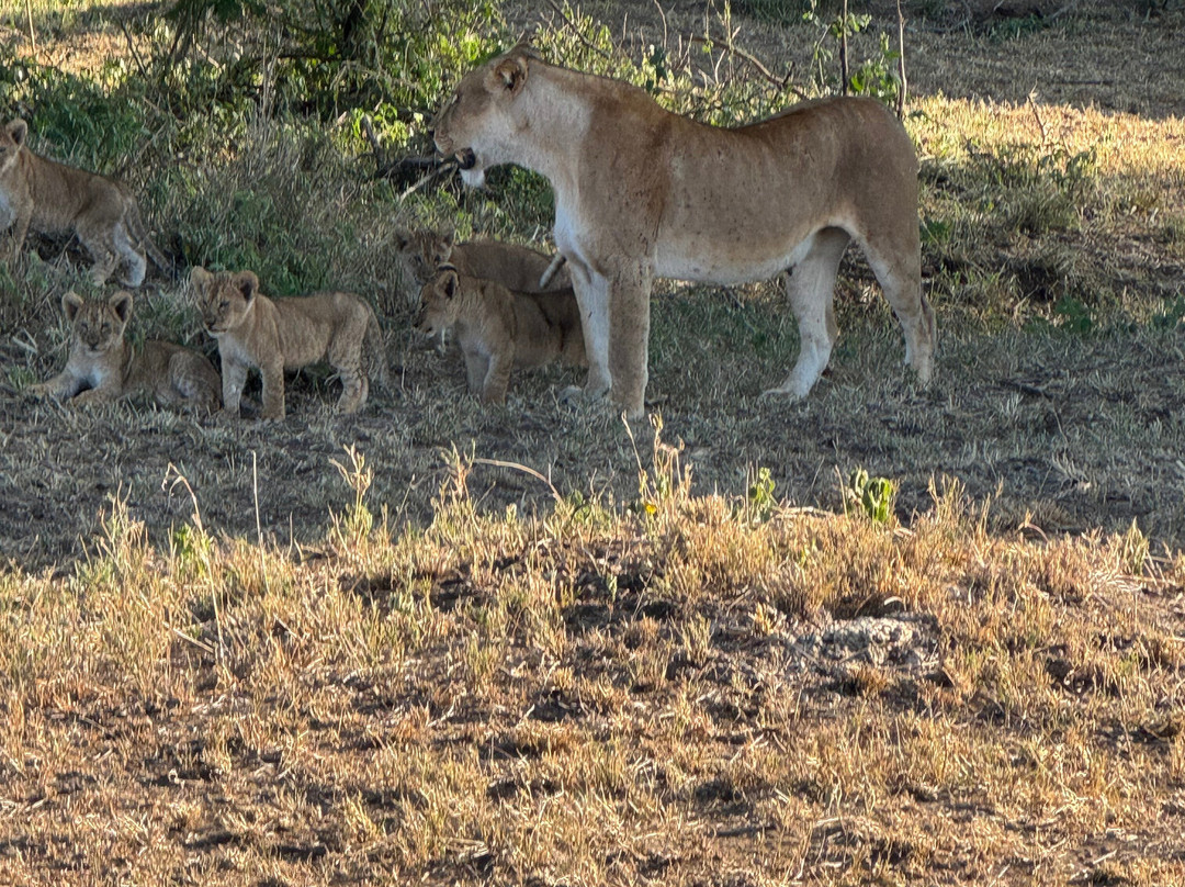 Roy Safaris-阿鲁沙必去景点