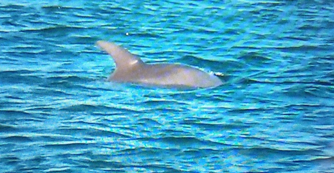 Tampa Bay Watch Discovery Center-圣彼德斯堡必去景点