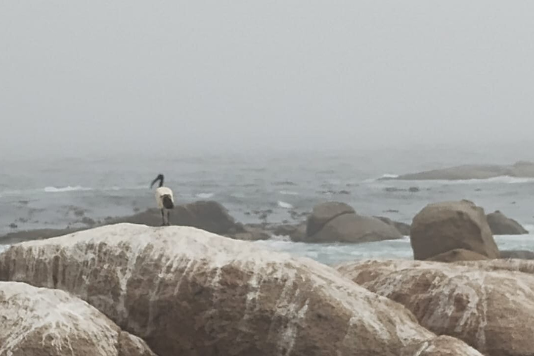 Stompneus Point Lighthouse-St. Helena Bay必去景点