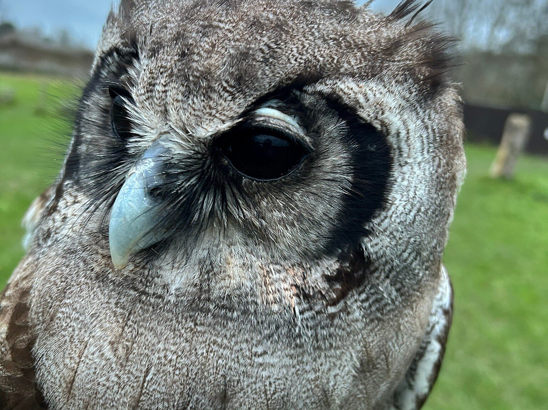 UK Owl And Raptor Centre-Groombridge必去景点