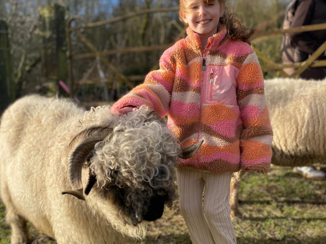 Woolly Experiences, Nercwys, Mold-Mold必去景点