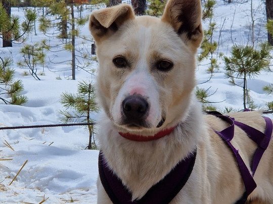 Boreal Kennels-Carcross必去景点