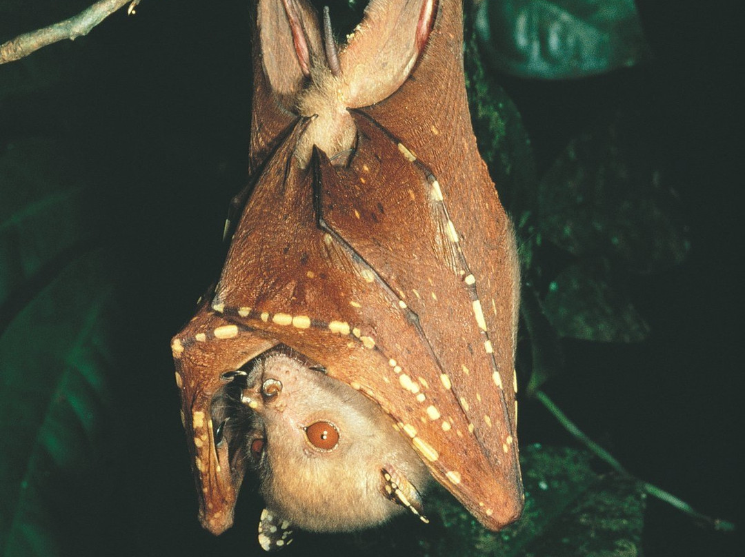 The Bat Hospital Visitor Centre- 阿瑟顿必去景点