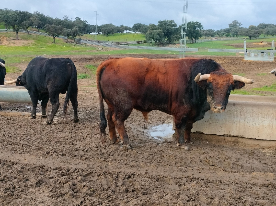Ganadería Virgen María-吉列纳必去景点