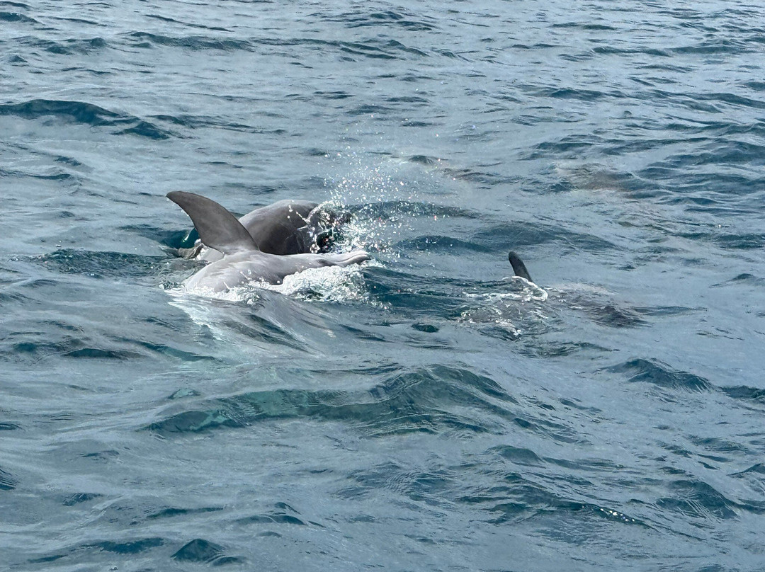 DALLOKY MAGNIFIQUES KENYA SAFARIS-蒙巴萨必去景点