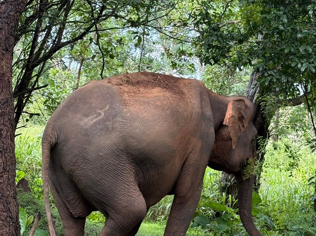 Safari With Asanka-锡吉里亚必去景点