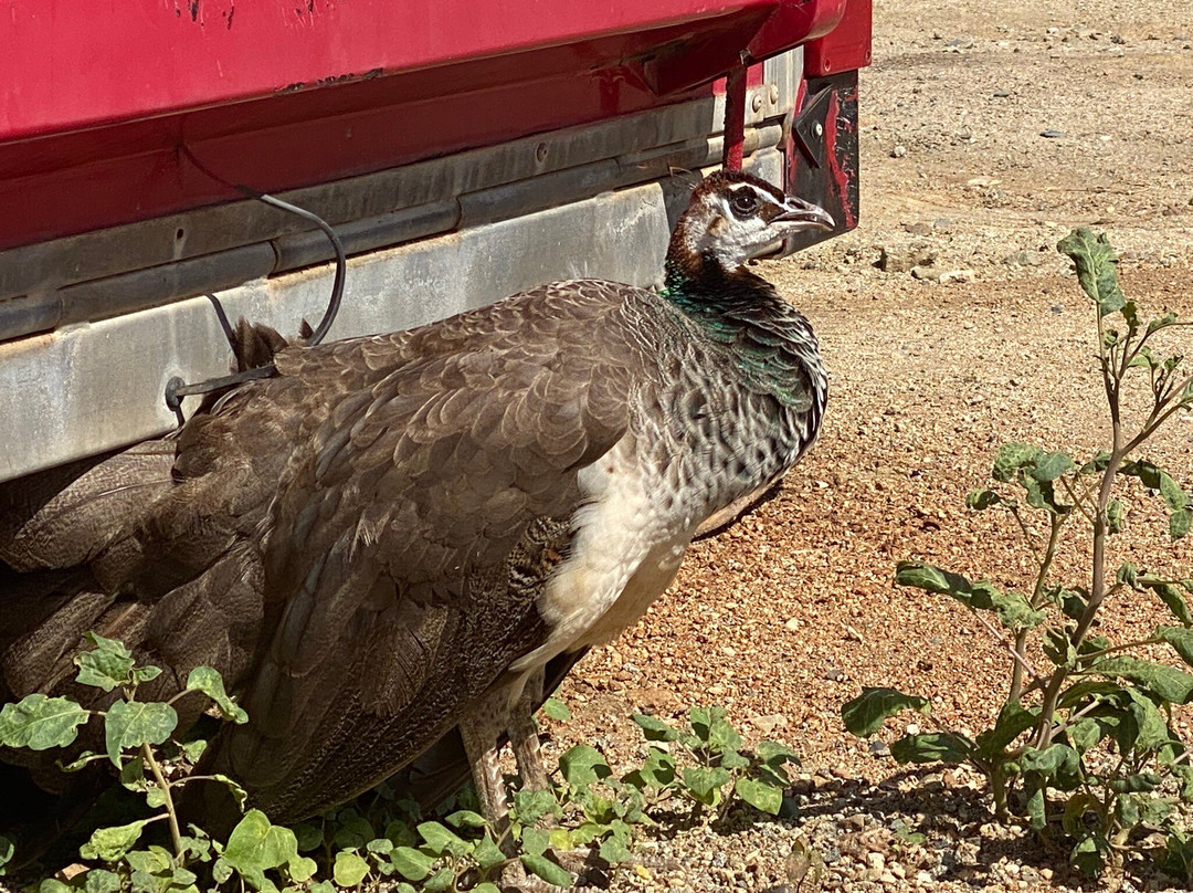 Donkey Sanctuary Aruba-Santa Cruz必去景点