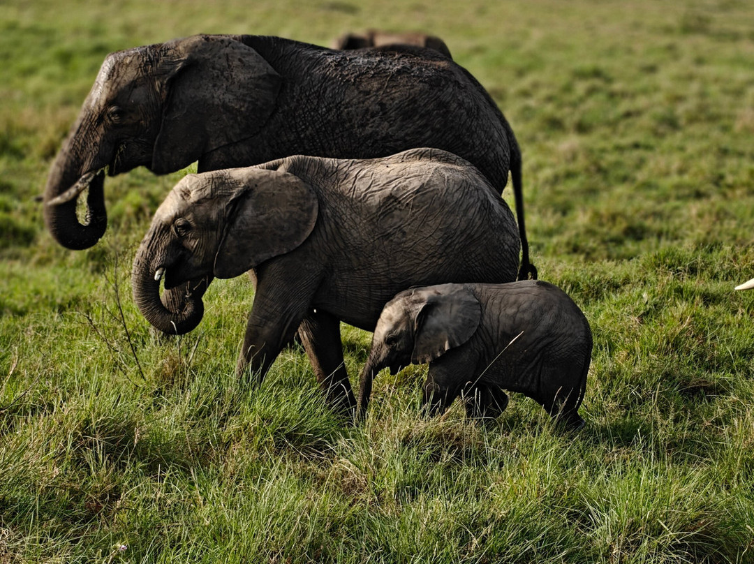 Rhythms of Nature-内罗毕必去景点
