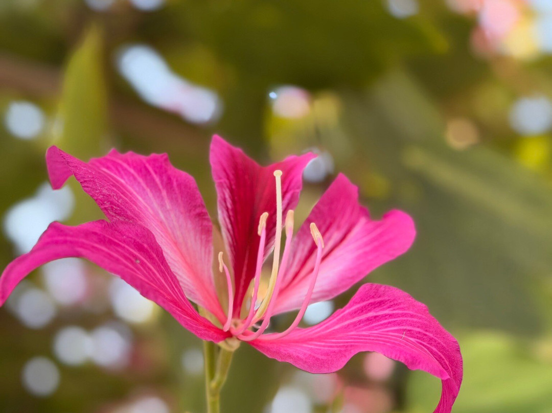 Jagira Ananta Elite主图