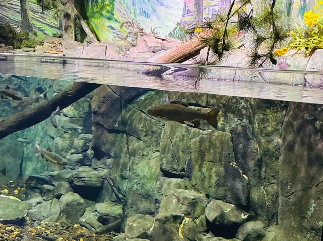 Bioparque Pantanal-大坎普市必去景点