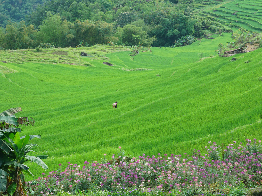 PuLuong Natura主图