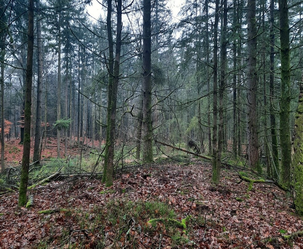 De Hoge Veluwe National Park-Gelderland Province必去景点