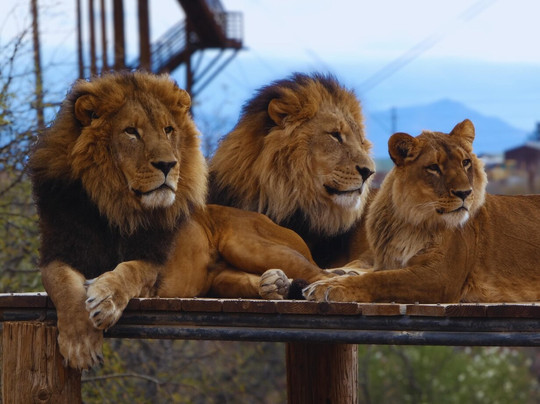 Out Of Africa Wildlife Park-Camp Verde必去景点