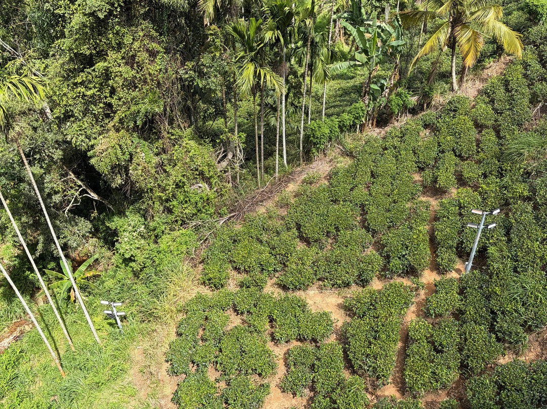 Dilshan Ella City Tours-Karandagolla必去景点