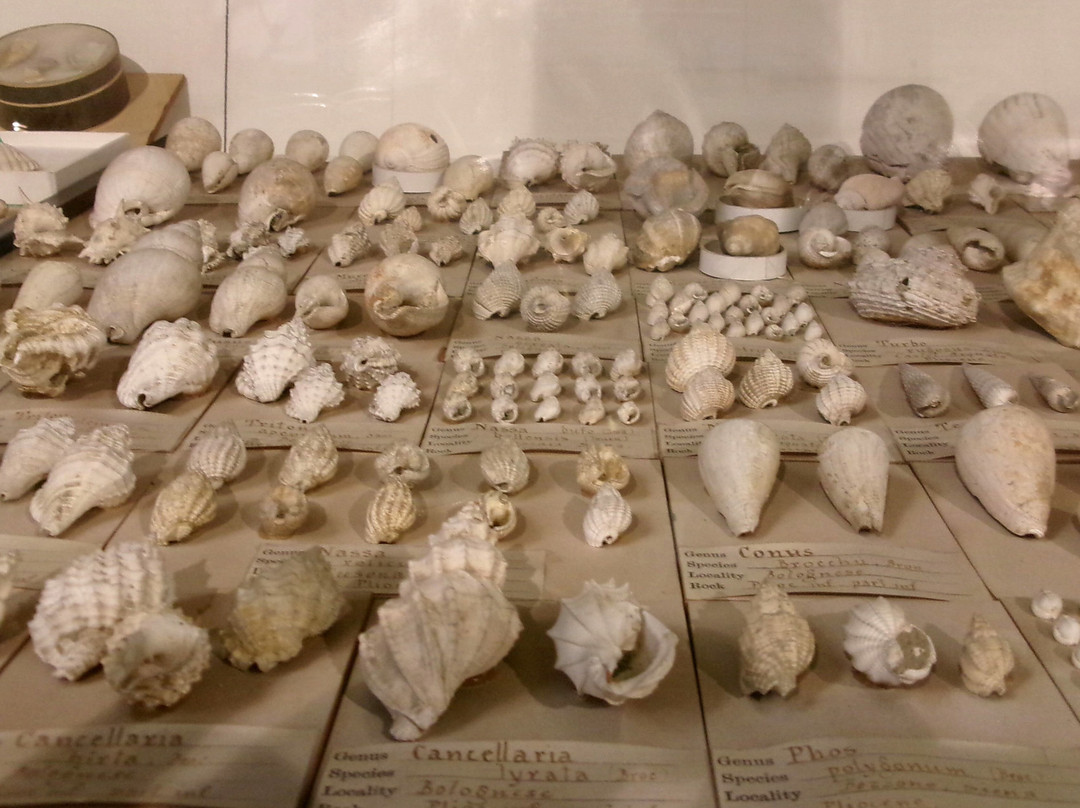 Sedgwick Museum of Earth Sciences-剑桥必去景点