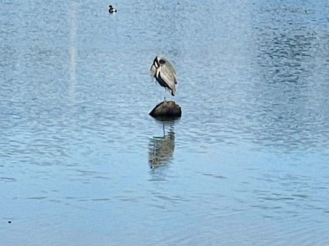 Juanita Bay Park-柯克兰必去景点