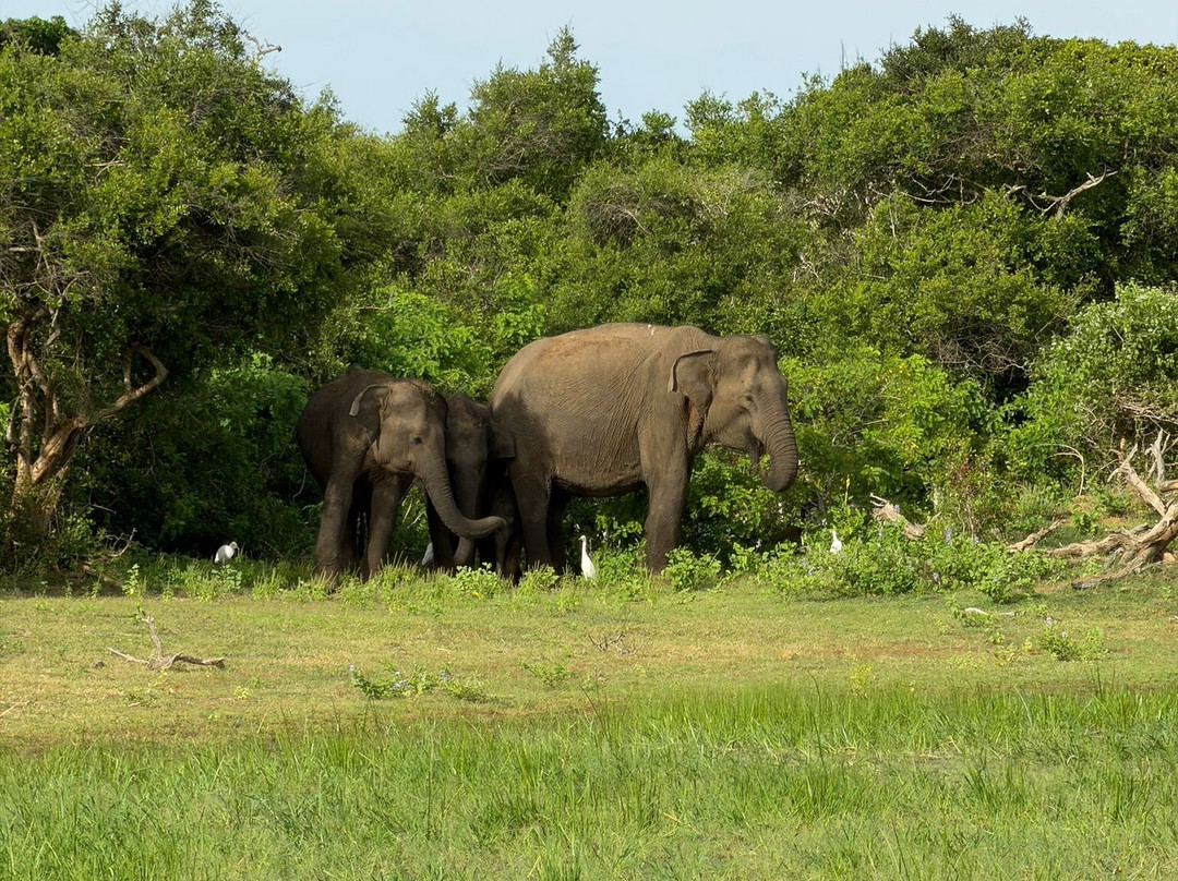 Bundala Safari-Hambantota必去景点