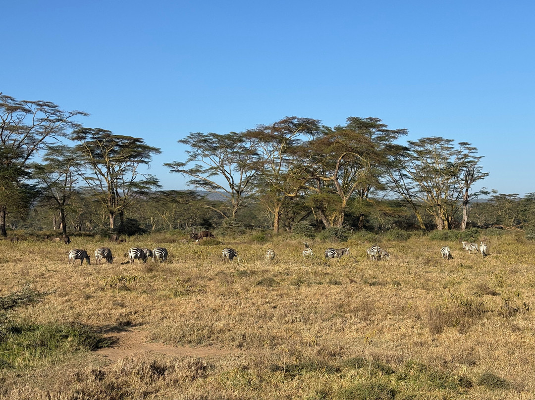 Nature Insight Safaris-内罗毕必去景点