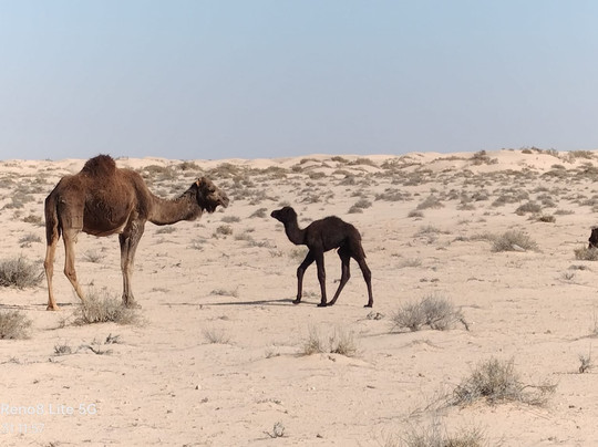 Hotel Ras El Ain Tozeur主图