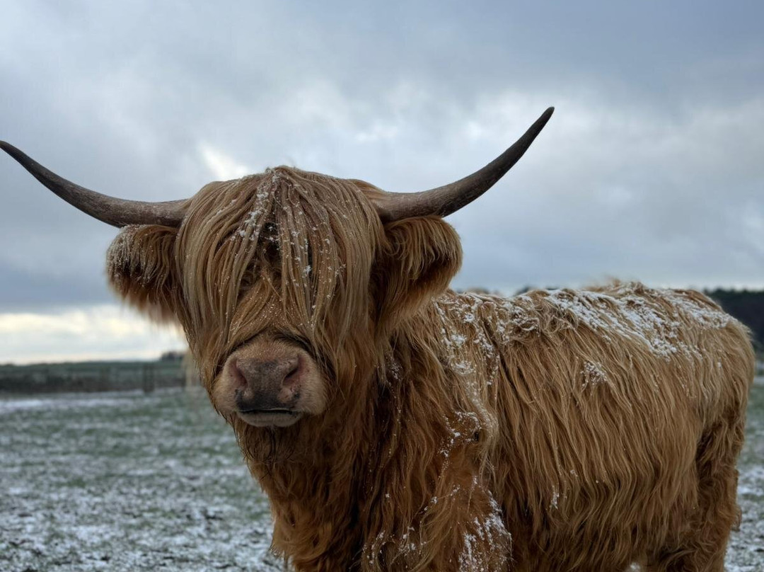 Matlock Farm Park-马特洛克必去景点