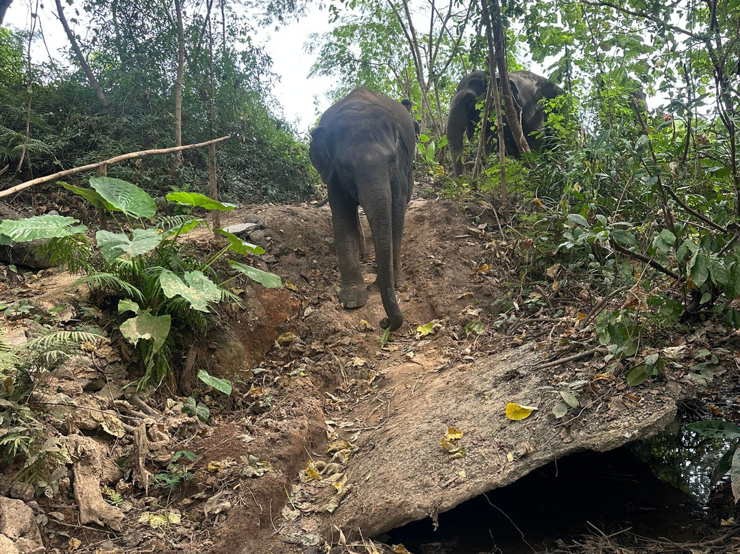 The Lake Phuket Elephant Home-Thep Krasatti必去景点