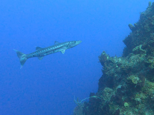 Only Blue Diving Dreams-Cockburn Town必去景点