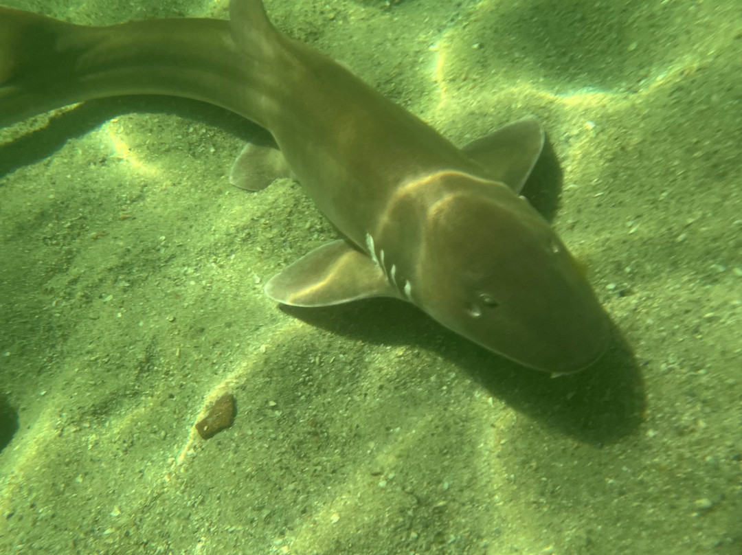 Irukandji Shark & Ray Encounters-史蒂芬斯港必去景点