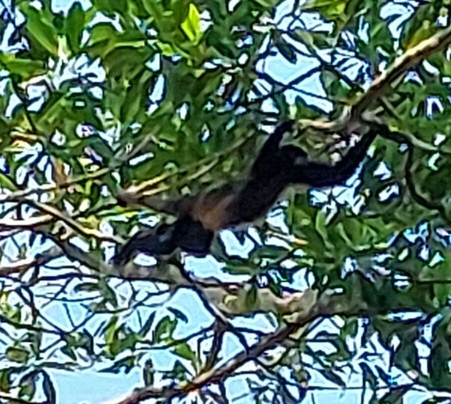 Rancho Raices De Puerto Jimenez-希门尼斯港必去景点