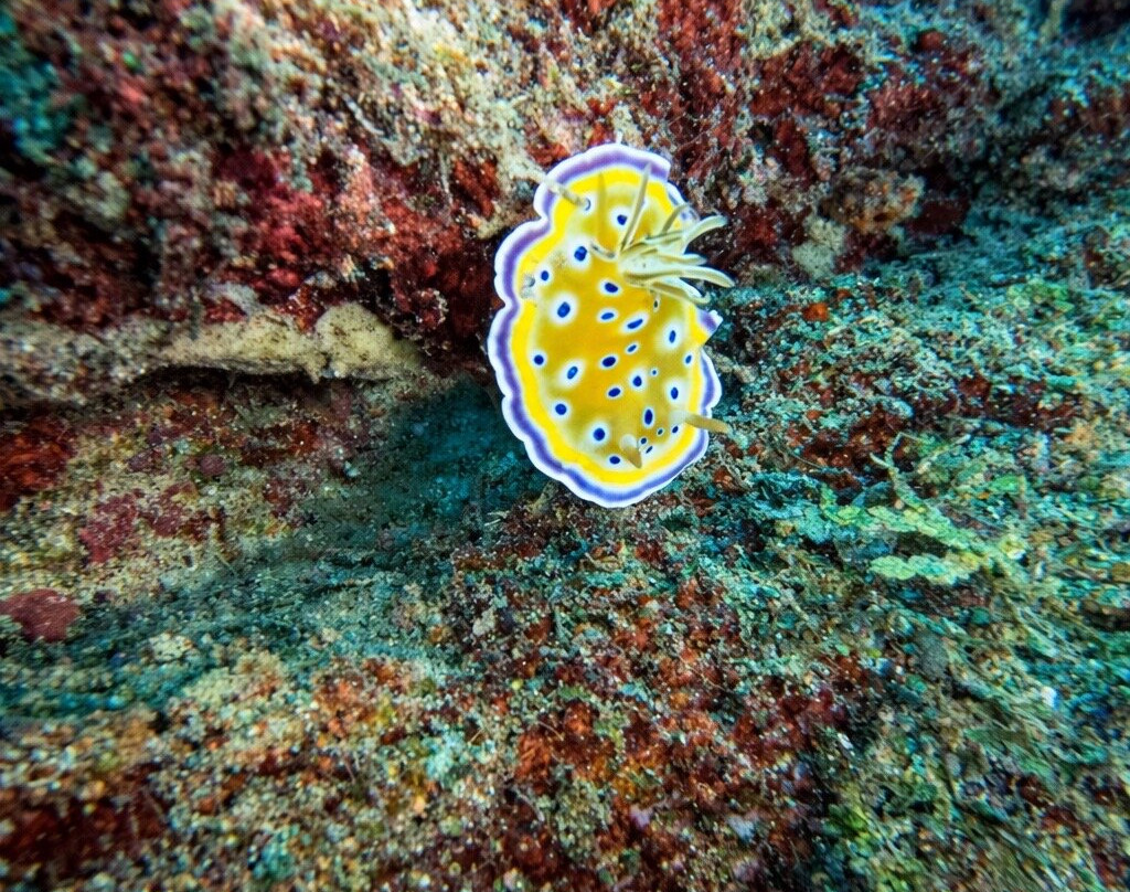 DivePoint Rannalhi-绚丽岛必去景点