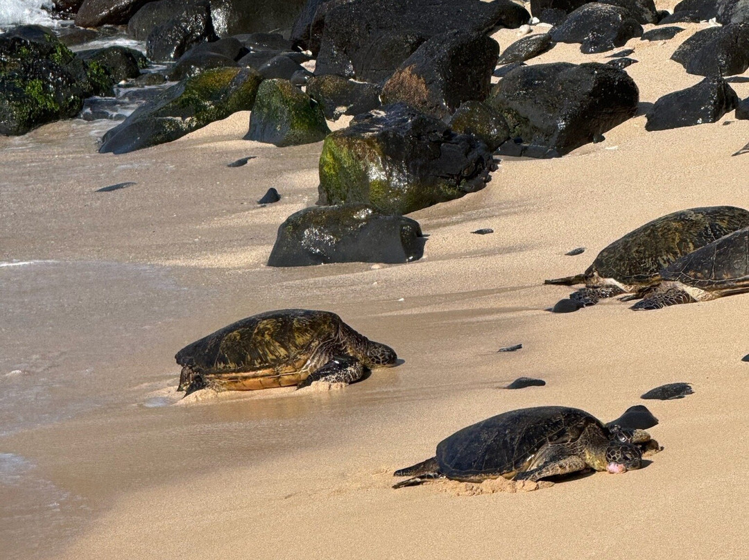 Road to Hana and Beyond-哈纳必去景点