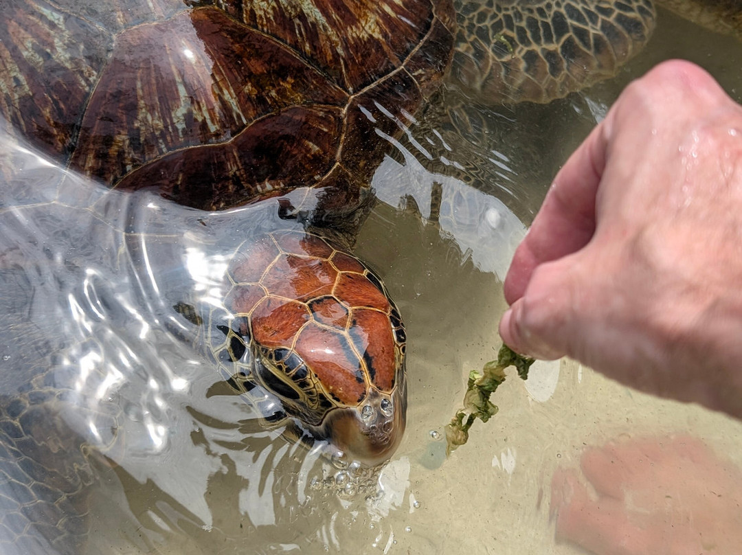 Nungwi Mnarani Aquarium-孥归必去景点